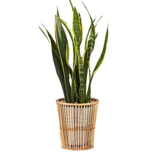 Cane/Rattan Flower Pot
