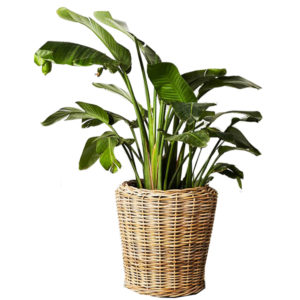 Cane/Rattan Flower Pot