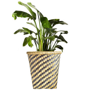 Bamboo Flowerpot/Bin