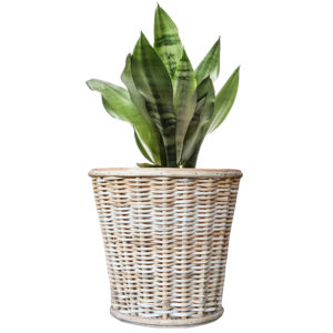 Rattan/Cane Flowerpot/Bin